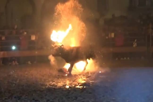 Toro de Fuego看到公牛着火了。图片来源：Animanaturalis