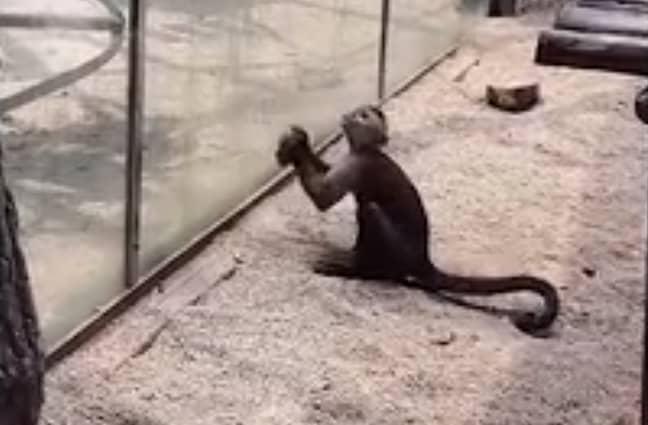 猴子捡起岩石，开始将其砸在玻璃上。信用：Asiawire
