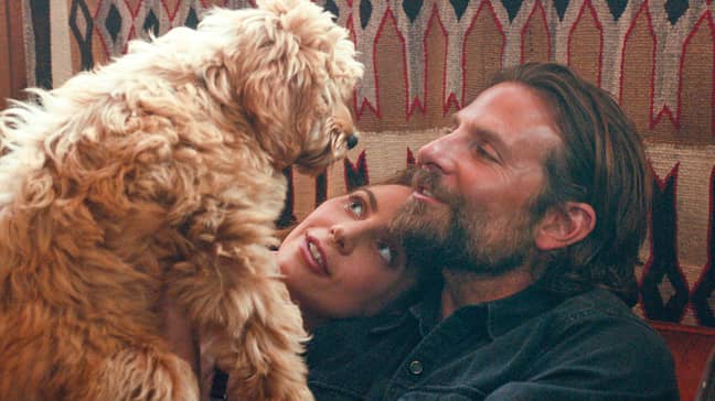 布拉德利·库珀（Bradley Cooper），Lady Gaga和Charlie The Dog。信用：华纳兄弟