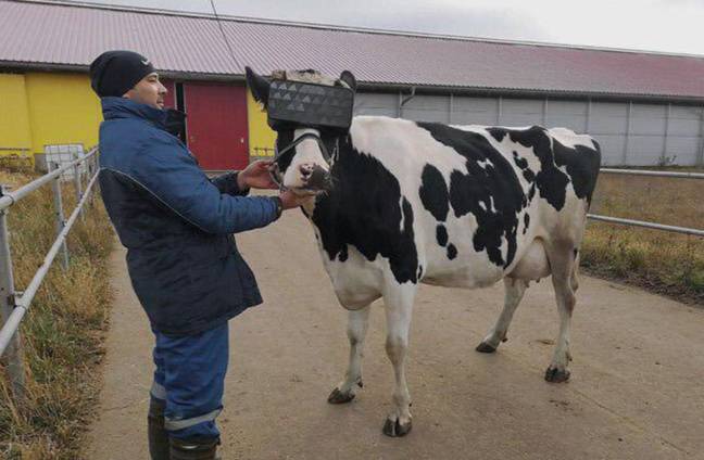 据报道，测试声称VR耳机增加了奶牛产生的挤奶量。学分：Twitter/Jonny Tickle