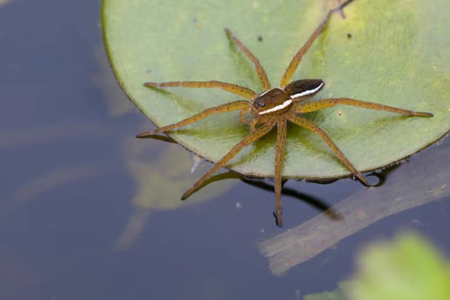 Fen Raft Spider是英国最大的物种。信用：Alamy