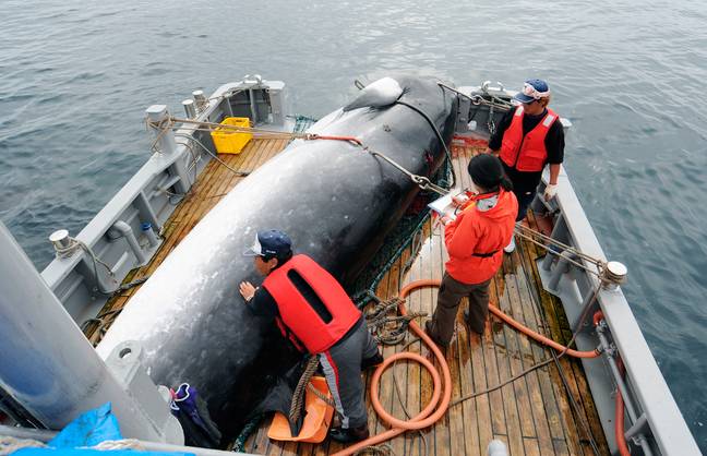 一条小鲸在Kushiro的科学目的后在港口卸下一条小鲸。信用：PA