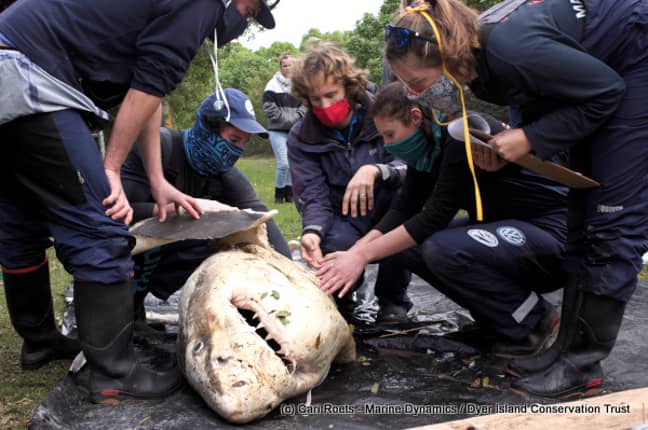 今年早些时候发现的一条鲨鱼尸体被认为被逆戟鲸杀死。学分：CARI ROETS/海洋动力学/Dyer Island Conservation Trust