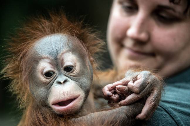 2017年，一名动物园管理员在克雷菲尔德抱着一只婆罗洲猩猩宝宝。信贷:爸爸＂width=