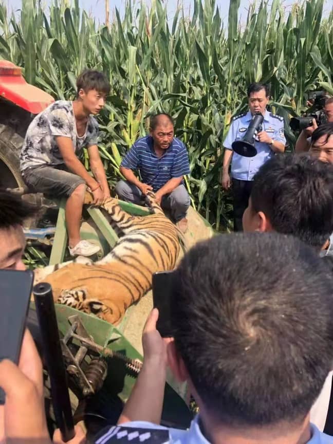 老虎被发现在玉米田。信用：亚洲电线