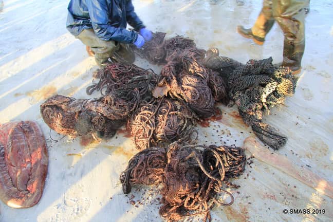 他们还没有确定残骸是否导致了它的死亡，但专家们对水中塑料的数量感到担忧。出处:苏格兰海洋动物搁浅计划