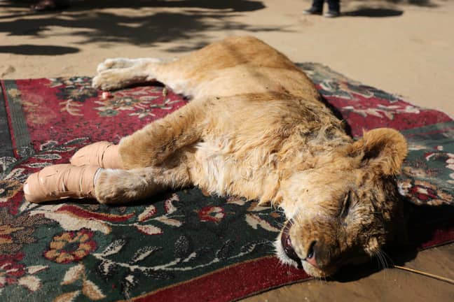 可以看到母狮躺在地板上，前爪周围有绷带。信用：Shutterstock