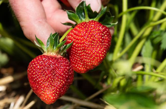 该名称是对草莓收获的引用，而不是颜色。信用：PA“width=