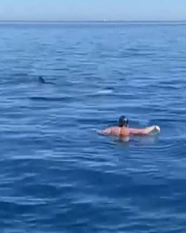 游泳者距离20英尺鲨鱼距离酒店。信用：solarpix