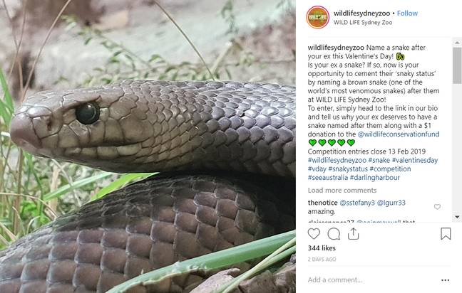 这些棕色蛇中的一个可以在你的前任命名。信用：Instagram /野生生活Syndey动物园