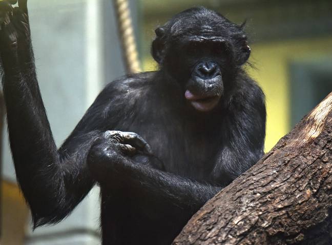 倭黑猩猩的库存图像。信贷:爸爸