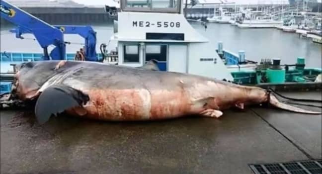 巨大的白鲨。信用：Greg Vella/Facebook