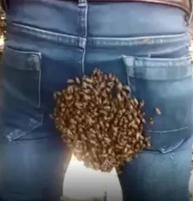 蜜蜂蜂拥而至