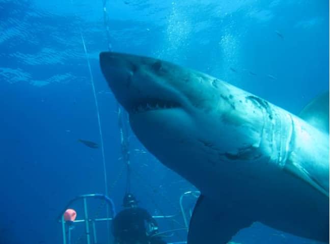 “深蓝色”巨大的白色鲨鱼。图片来源：盖蒂