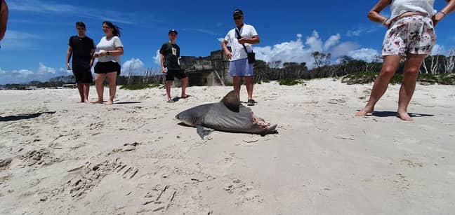 在比尔比岛之旅中，游客遇到了死鲨。信用：G'Day Adventure Tours