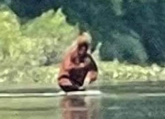 Bigfoot看起来好像在河里洗了一洗。学分：落基山萨斯奎奇组织