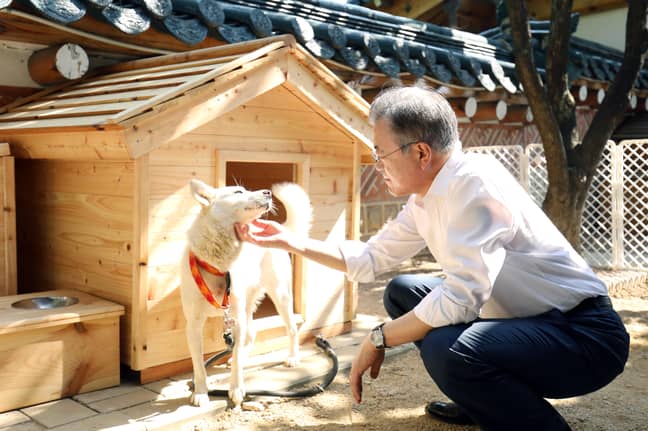 月亮是第一位将救援犬带入蓝房子的领导者。学分：Yonhap/newcom/Alamy Live News必威杯足球