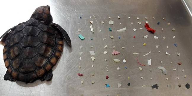 在其肠道中发现了一个微小的乌龟死了104件塑料。信用：粗壮的Limbo自然中心