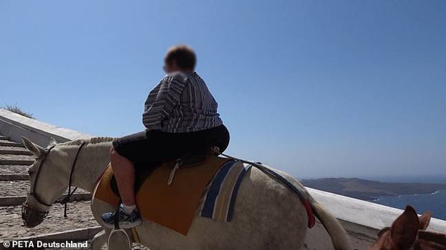 希腊政府最近禁止体重超过100公斤(15英石，10磅)的人骑驴