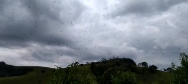 蜘蛛悬浮在巴西的天空中。信用：Facebook