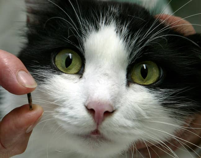 一只可爱的猫与一个小的微芯片一起摆姿势。信用：PA“loading=