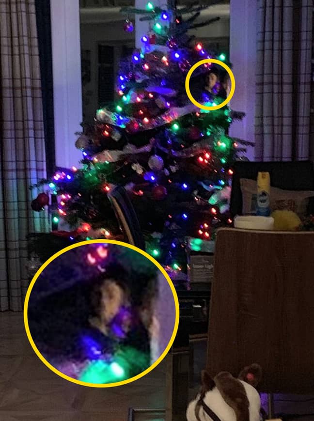 梅兰妮·斯科尔斯（Melanie Scholes）声称已经为圣诞树拍了照片，当时她发现脸上凝视着她。信用：肯尼迪新闻和媒体必威杯足球“width=