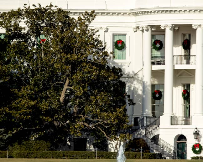 白宫树