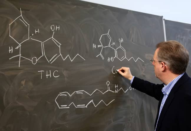 Rostock大学医学中心毒理学与药理学研究所主任Burkhard Hinz，解释了大麻素的化学结构。信用：PA