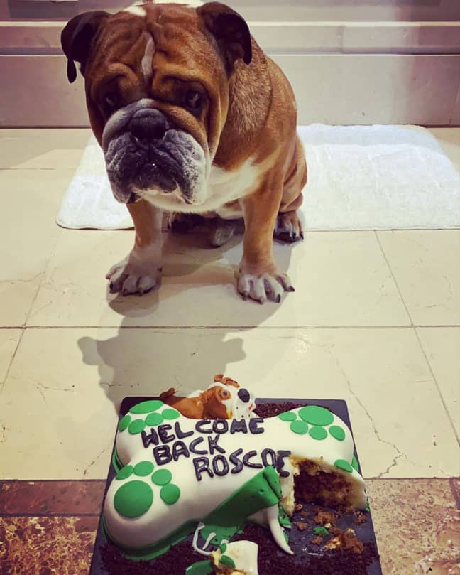 罗斯科和他的蛋糕。图片来源：Instagram/@Roscoelovescoco
