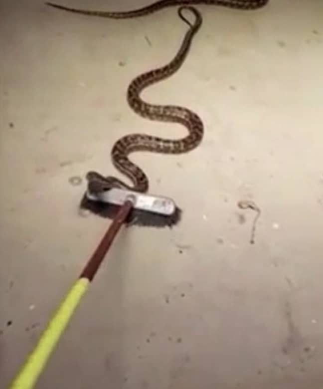 蛇扫帚