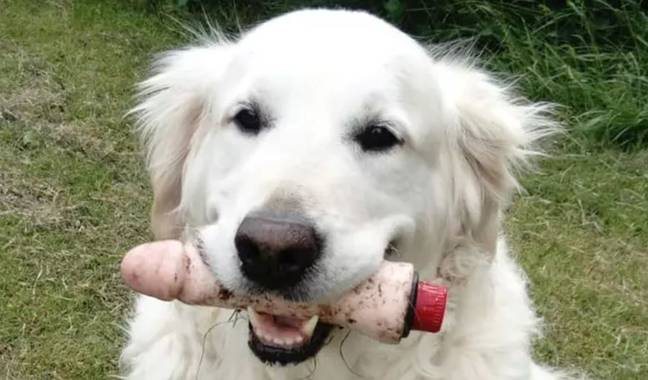 金毛猎犬在公园找到了一个假阳具。信贷：迎合