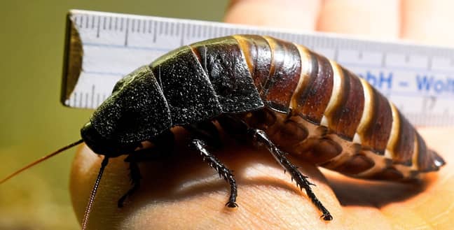 马达加斯加的嘶嘶蟑螂。信用：PA