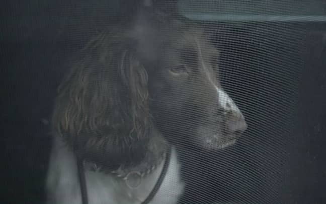 玛德琳·麦肯（Madeleine McCann）失踪后的几个月后，几个月就将嗅探犬带入公寓。信用：Netflix