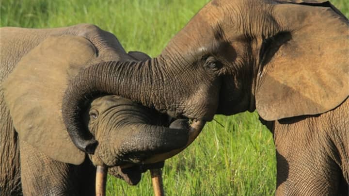 臭名昭著的大象偷猎者在里程碑式案件中被判入狱30年