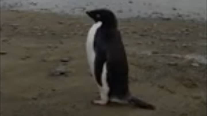 罕见的南极企鹅意外地旅行了3000公里“width=