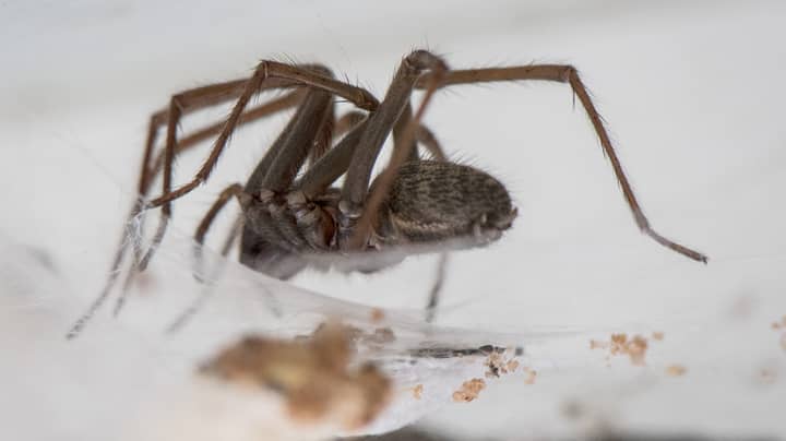 成千上万的“狂热”蜘蛛将入侵英国房屋