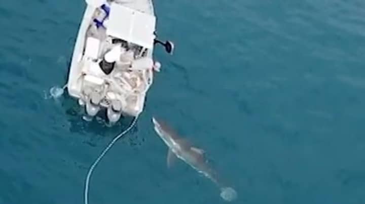大型白鲨鱼试图乘渔船