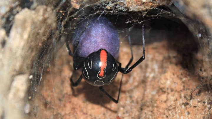 在南非发现的新种寡妇蜘蛛