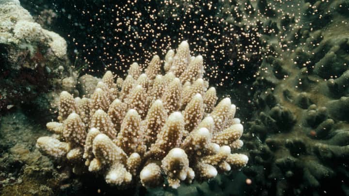令人难以置信的大障碍礁产卵活动使科学家对其未来的希望