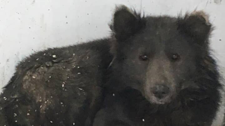 神秘的俄罗斯狼/熊已经被揭示为狗