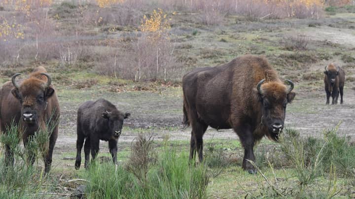 妇女在黄石国家公园遭到野牛的袭击