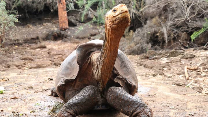 从灭绝中拯救他的物种的性爱乌龟已经退休了