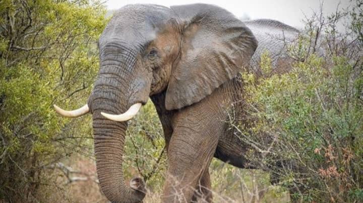 31大象在保护主义者被牧群杀死后面对屠宰