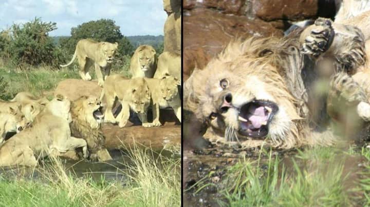 母狮的骄傲袭击了震惊的野生动物园公园游客面前的雄狮