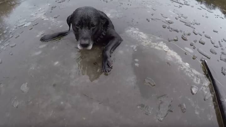 勇敢的RSPCA检查员从冰覆盖的河中救出狗