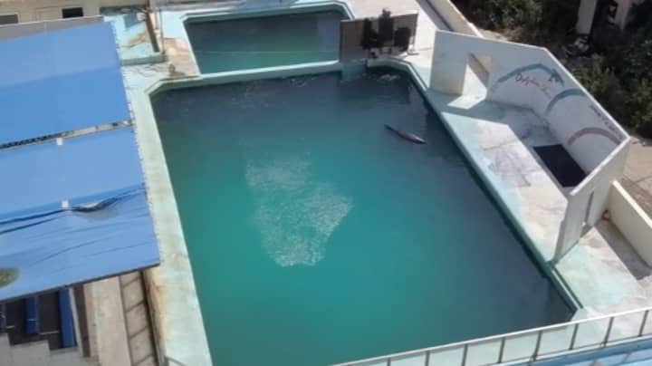 海豚独自在废弃的日本水族馆中单独命名蜂蜜死亡