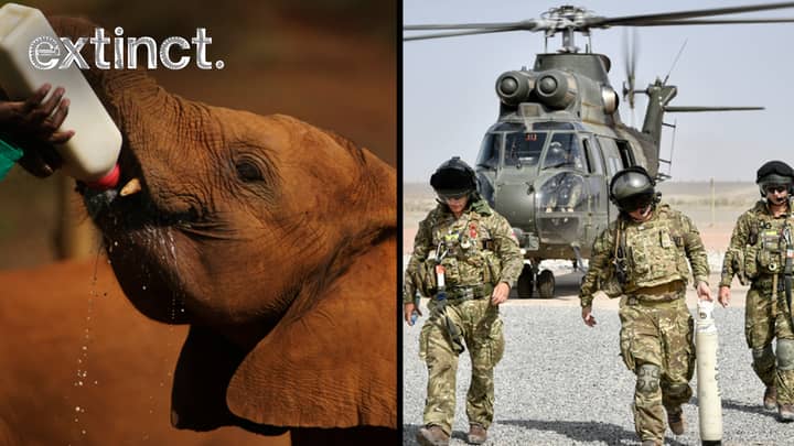 英国士兵将被派往非洲，以帮助结束动物偷猎“width=