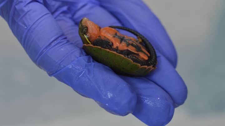 伦敦动物园的三只濒临灭绝的大乌龟孵化“width=