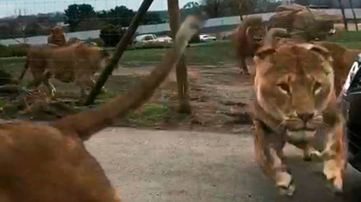 游客捕捉恐怖的时刻狮子跳上野生动物园