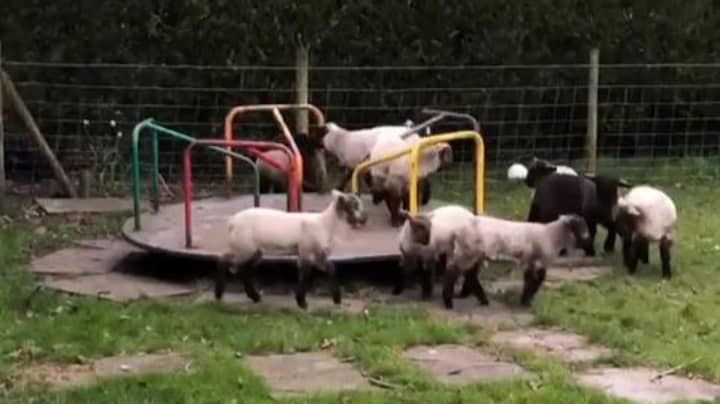 羔羊在冠状病毒锁定期间在儿童回旋处玩耍